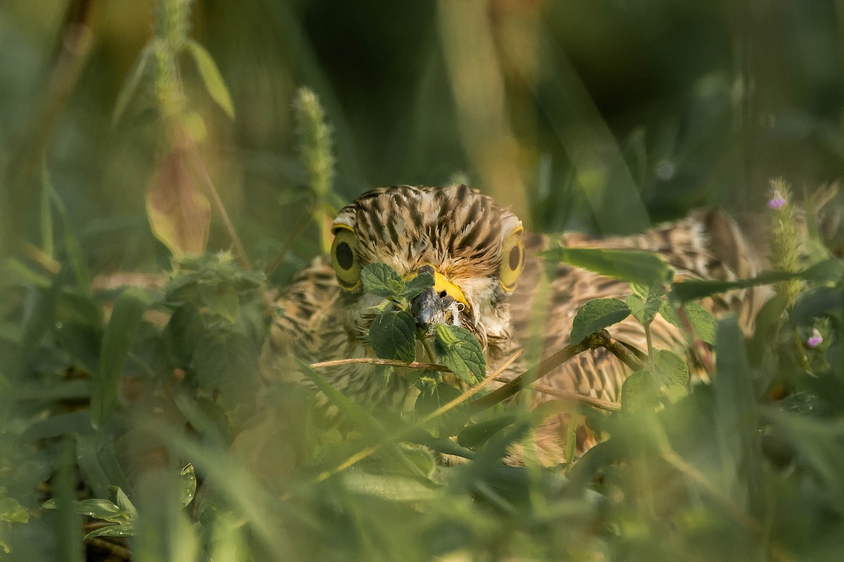 Indian Thick-knee - ML382341381