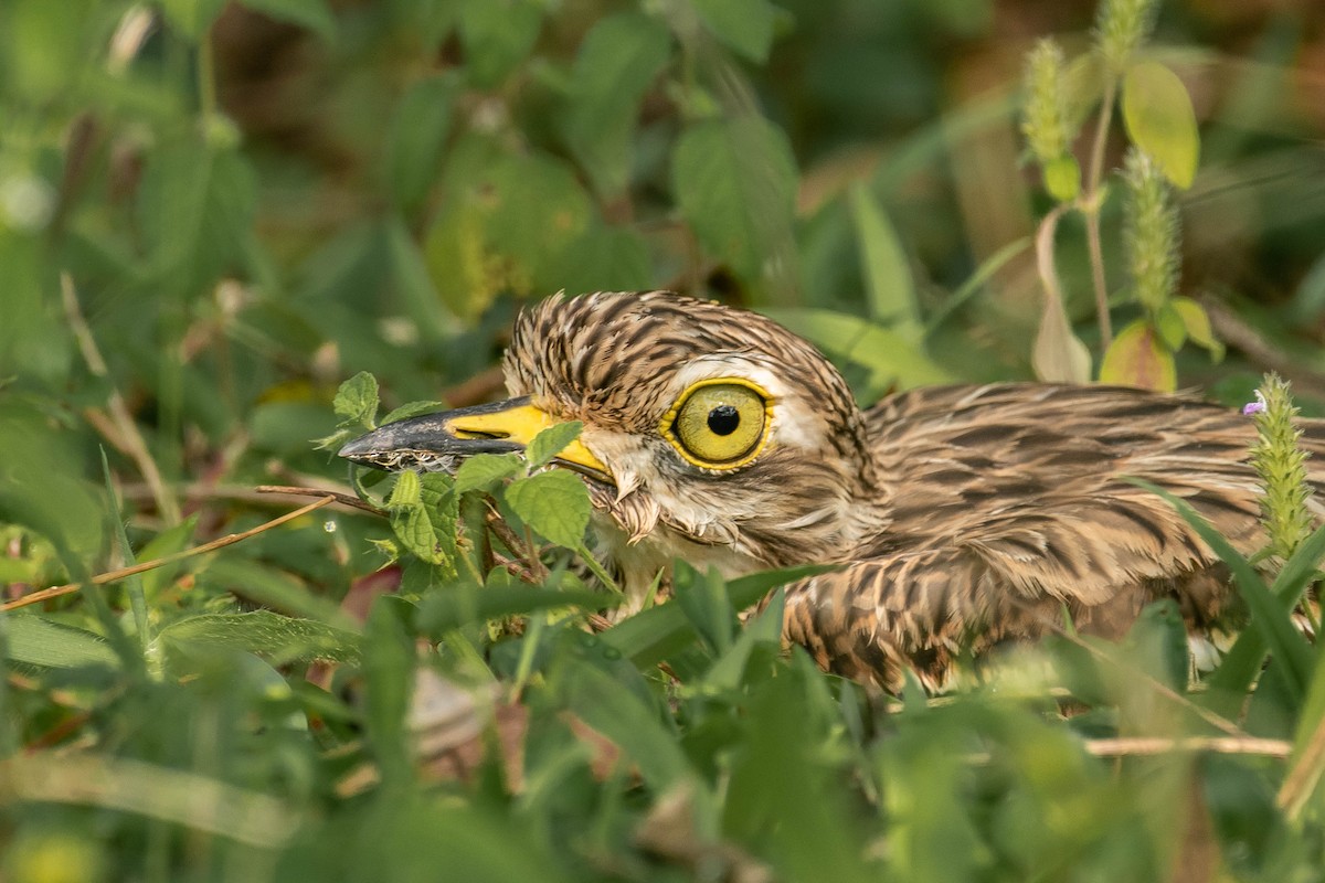 Indian Thick-knee - ML382341391
