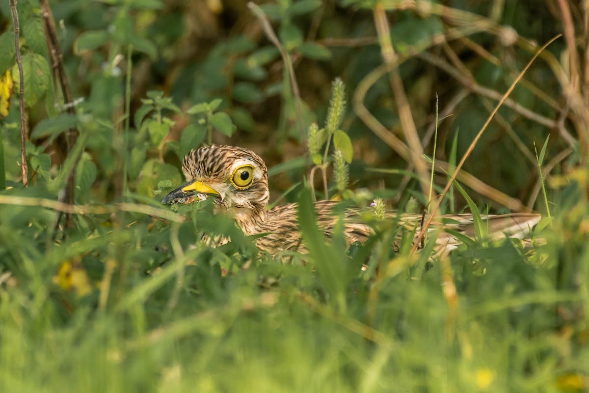 Indian Thick-knee - ML382341401