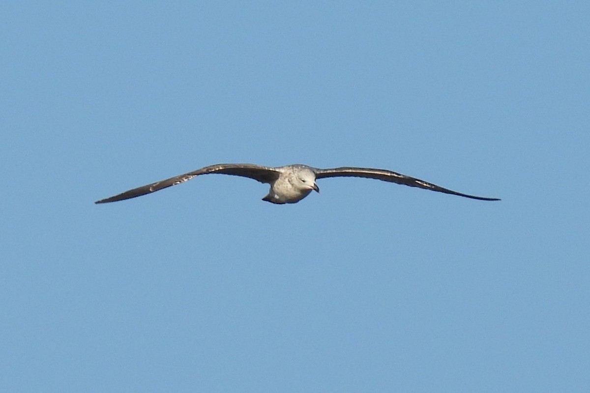Herring Gull (European) - ML382341691