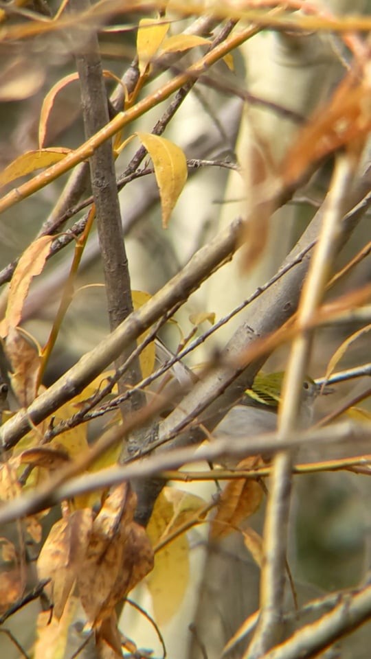 Chestnut-sided Warbler - ML382342081