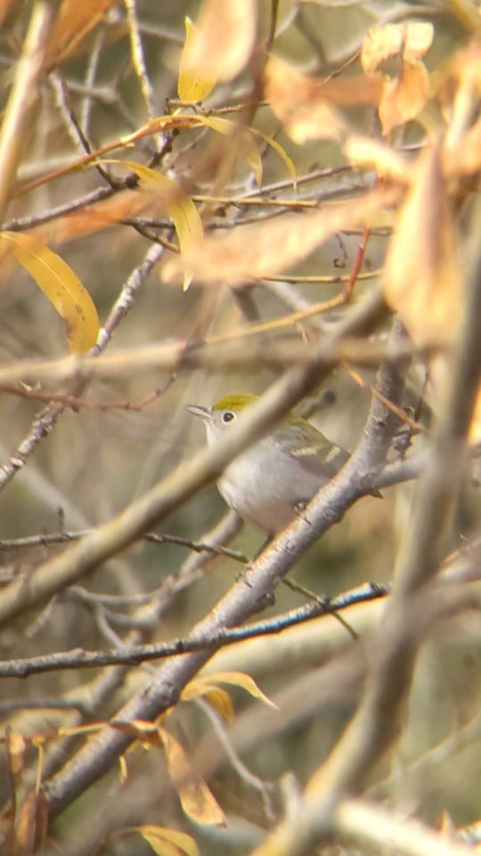 Chestnut-sided Warbler - ML382342091