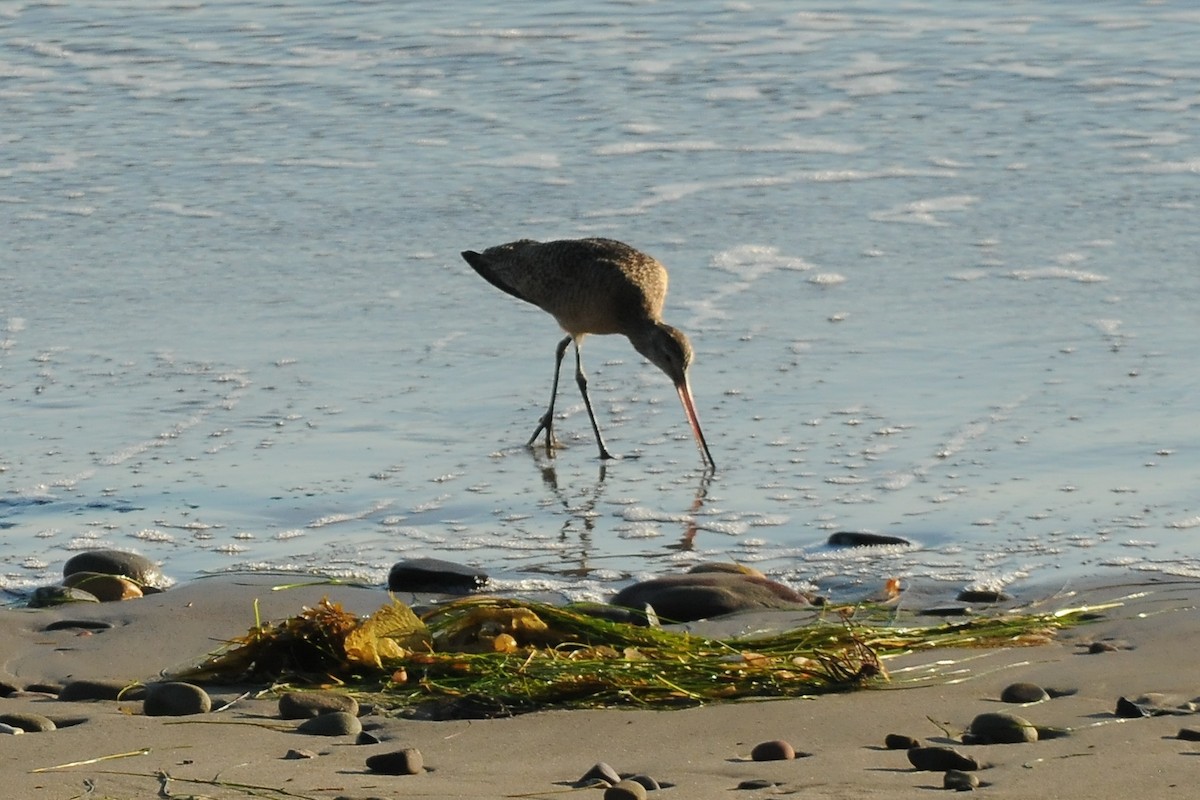 Marbled Godwit - ML38234471