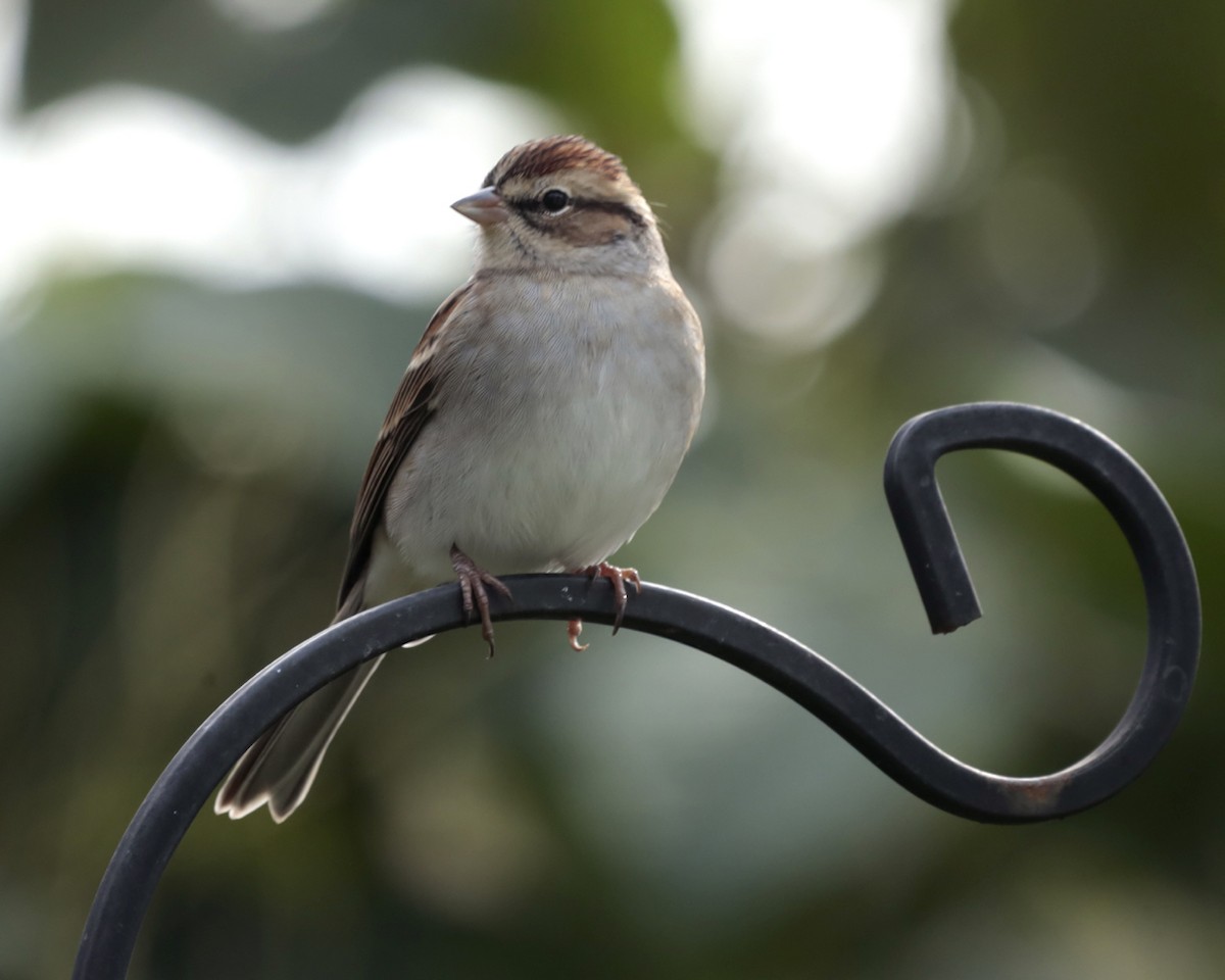 Chipping Sparrow - ML382345621