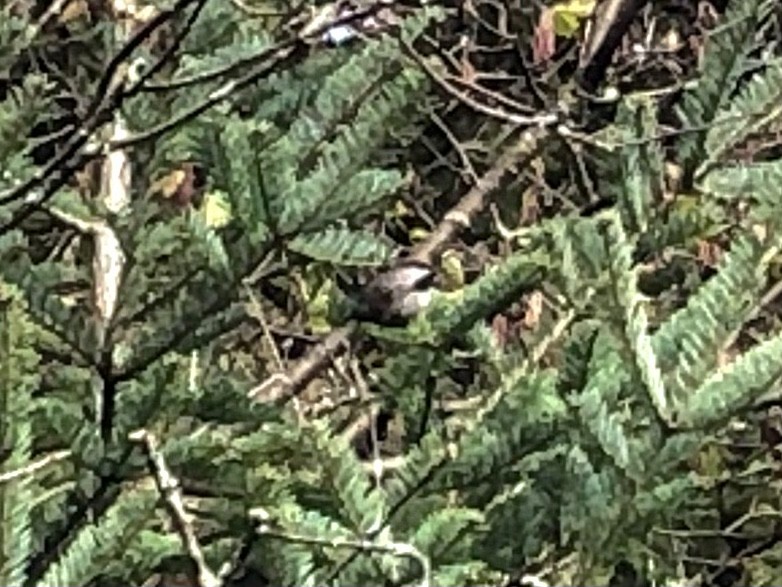 Boreal Chickadee - ML382347851