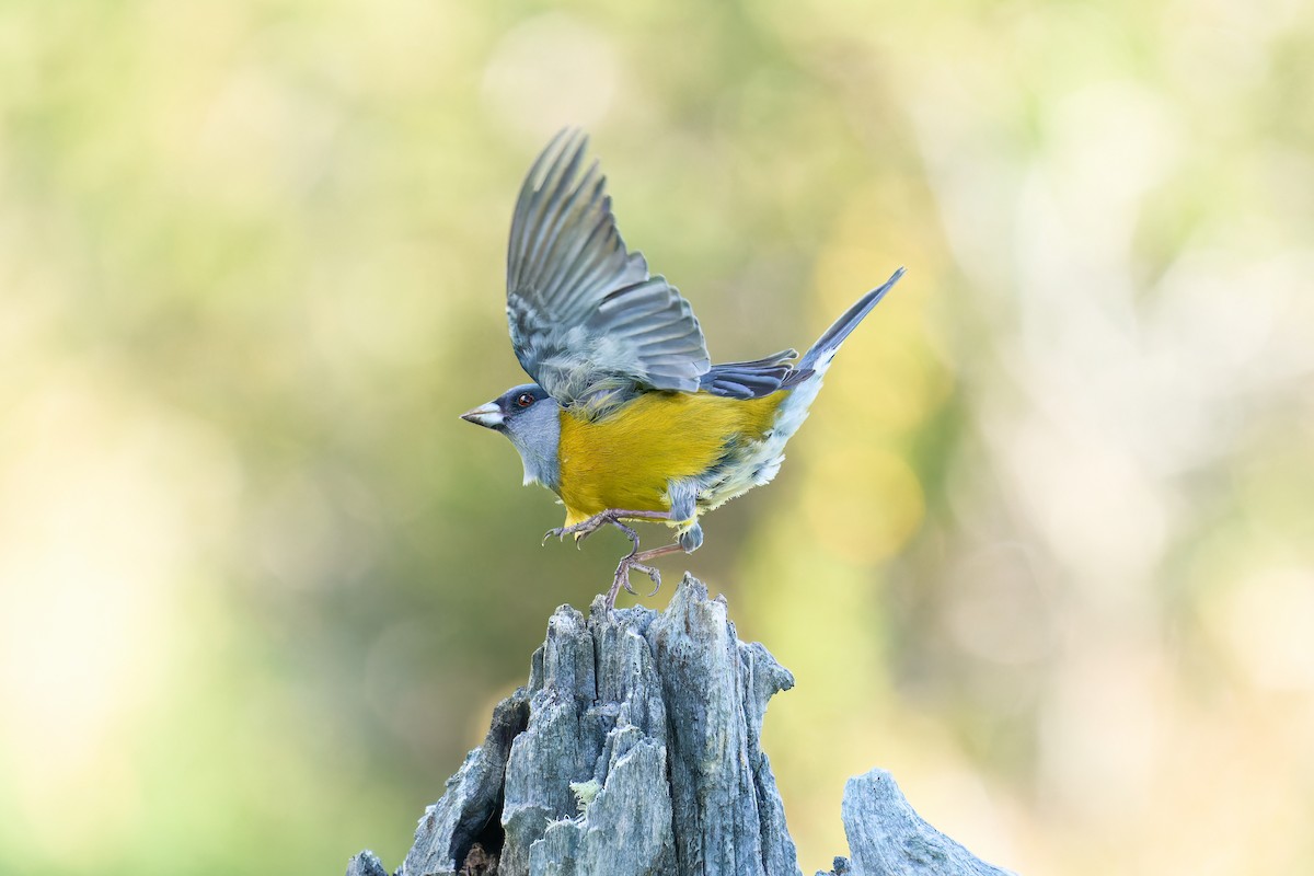 Patagonian Sierra Finch - ML382348811