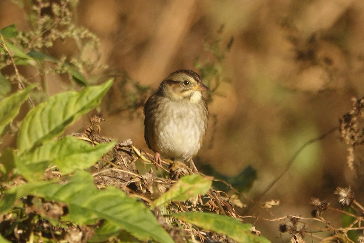 Swamp Sparrow - ML382349511