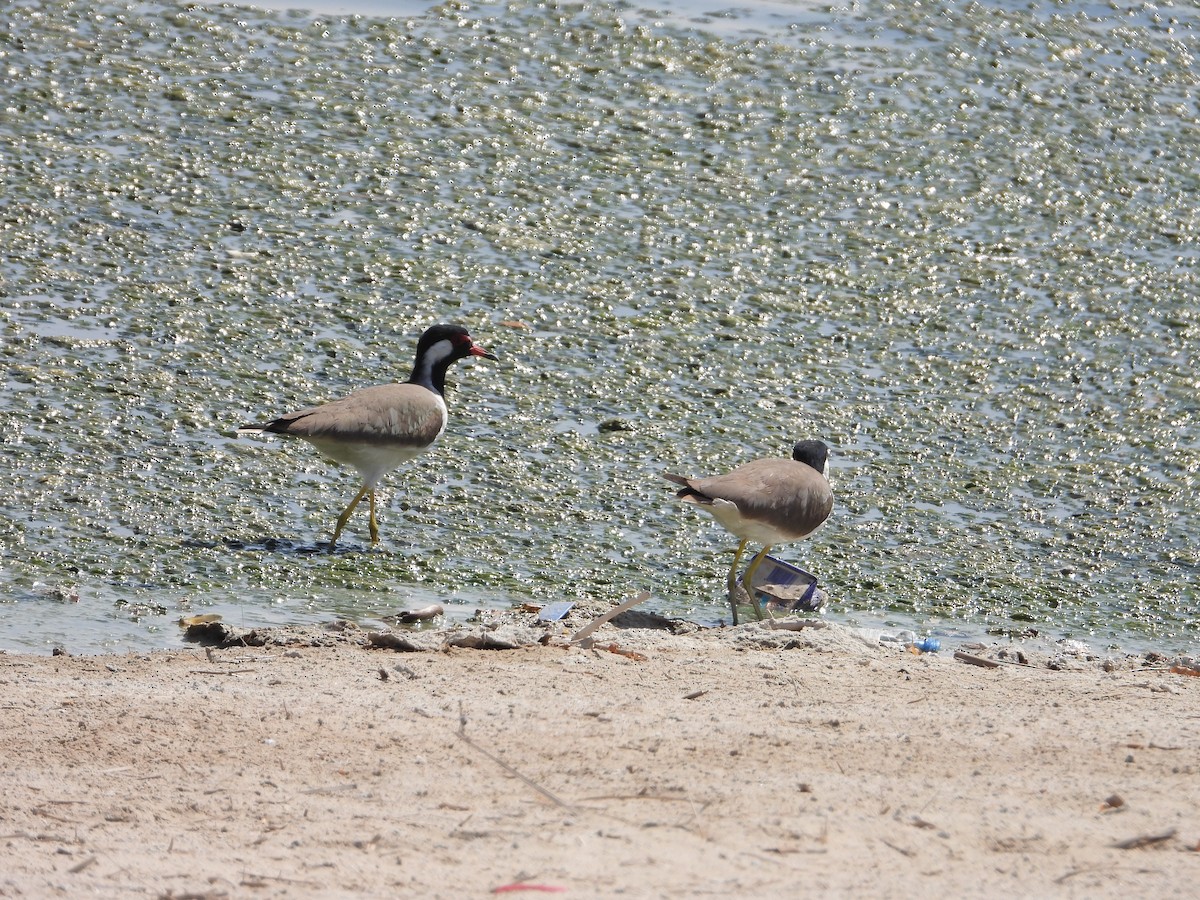 Red-wattled Lapwing - ML382350901
