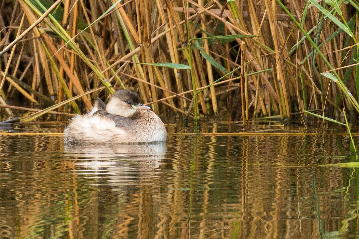 Little Grebe - John Reynolds