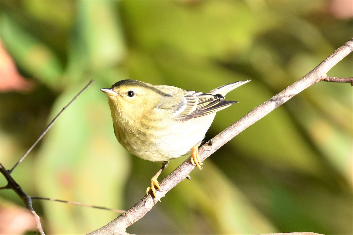 Blackpoll Warbler - ML382352531