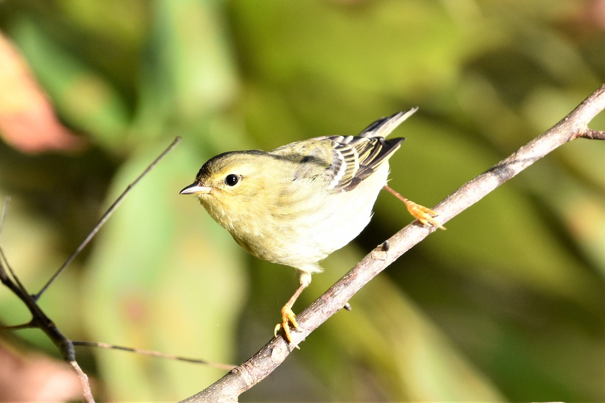 Blackpoll Warbler - ML382352571