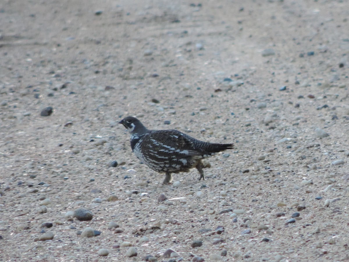 Spruce Grouse - John Weier