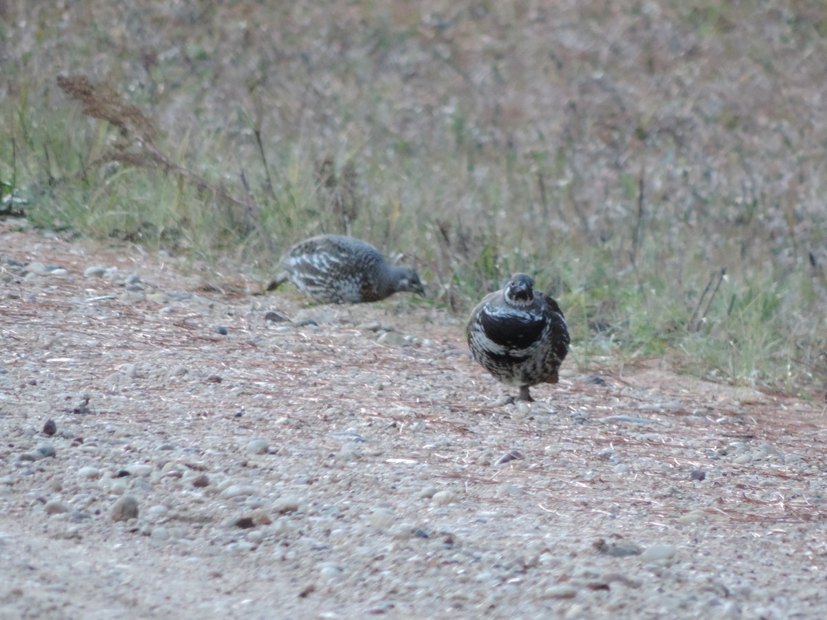 Spruce Grouse - ML382356861