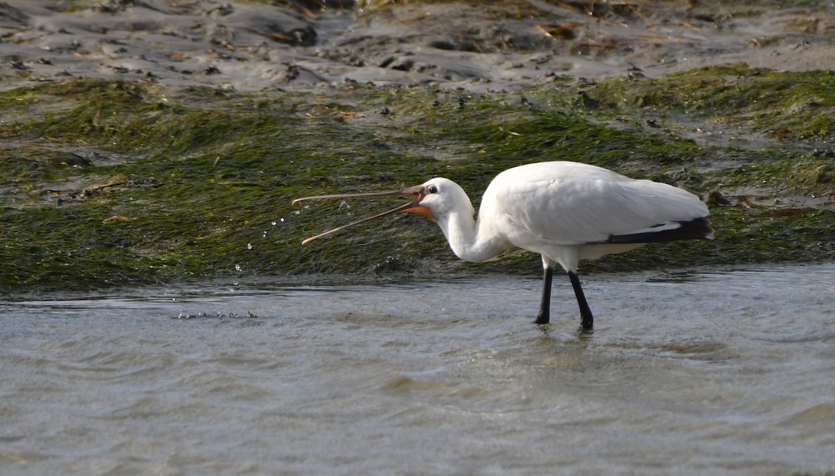 Eurasian Spoonbill - ML382356931