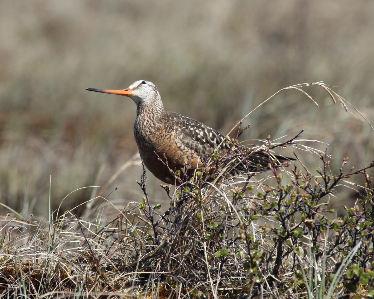 Hudsonian Godwit - ML382357491