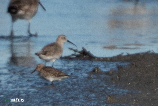 Curlew Sandpiper - ML382358601