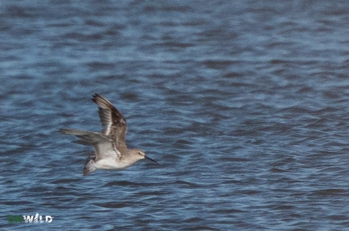 Curlew Sandpiper - ML382358611