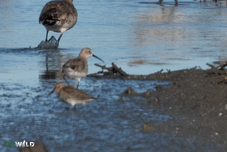 Curlew Sandpiper - ML382358621