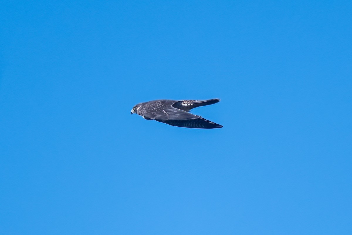 Peregrine Falcon - Tom Crabtree