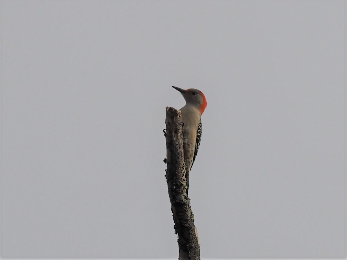 Red-bellied Woodpecker - ML382361831