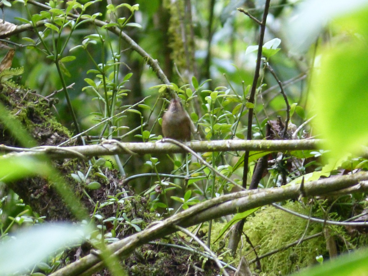 Speckled Hummingbird - ML38236301