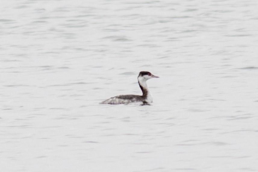 Horned Grebe - ML38236371