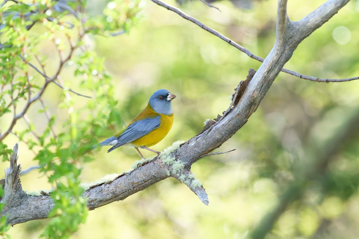 Patagonian Sierra Finch - ML382364231