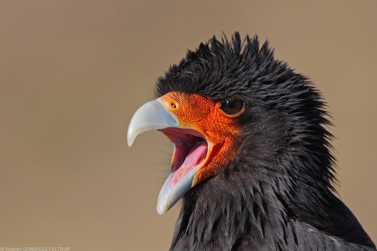 Mountain Caracara - Valentín González Feltrup