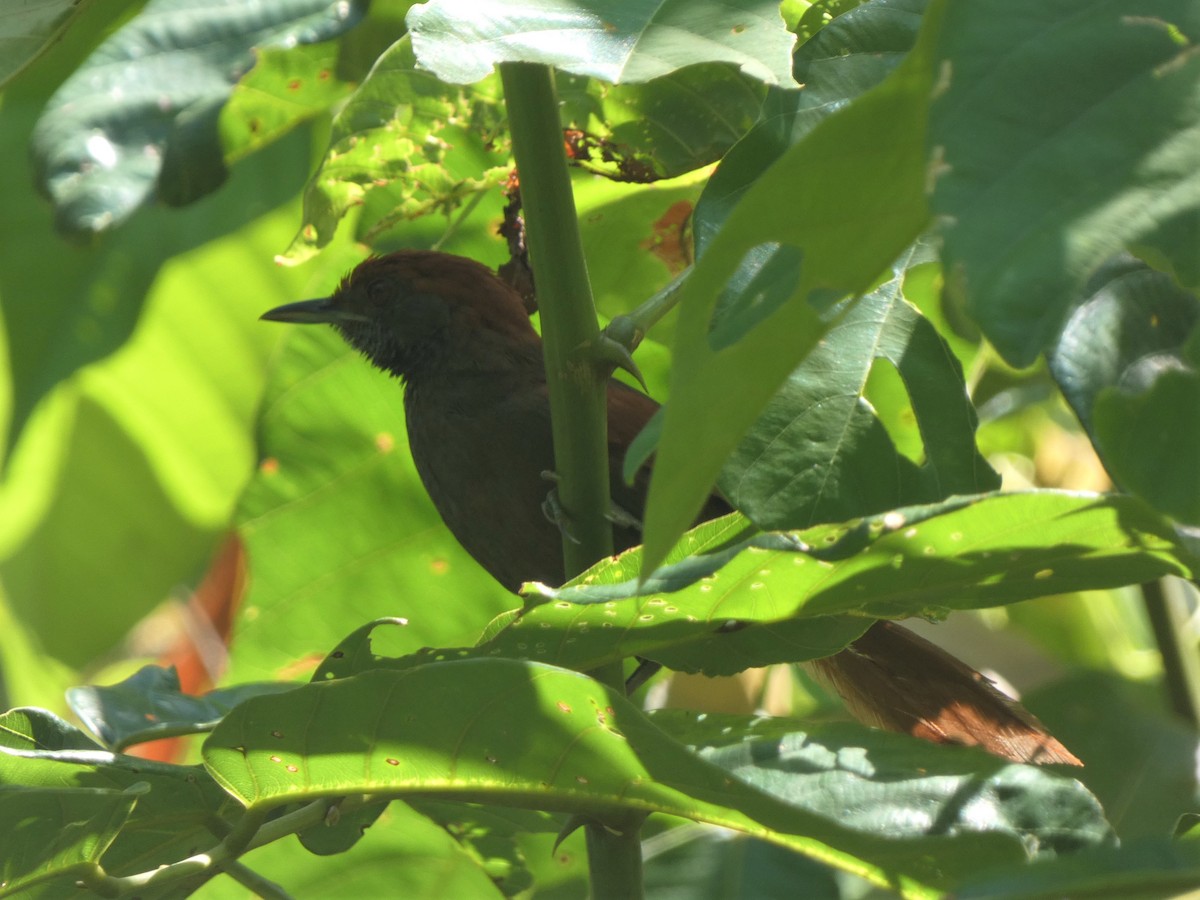 McConnell's Spinetail - ML382368971