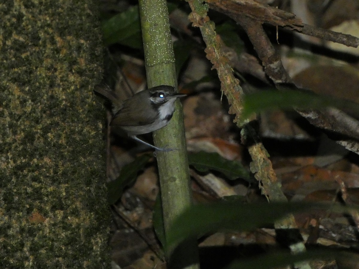 Collared Gnatwren - Hugo Foxonet