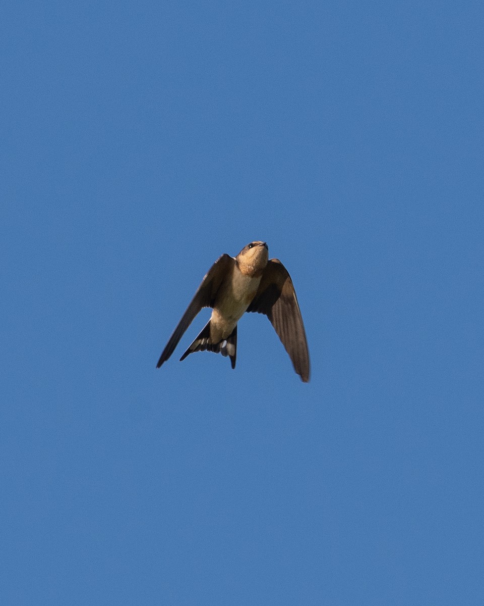 Barn Swallow - ML382375131