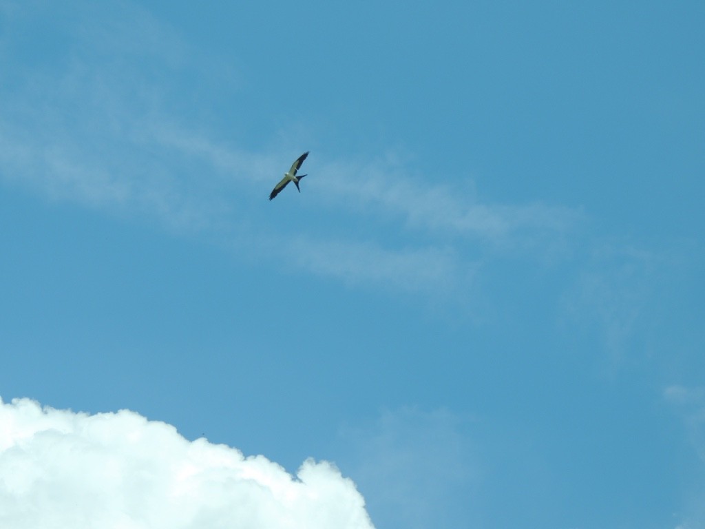 Swallow-tailed Kite - ML382377281