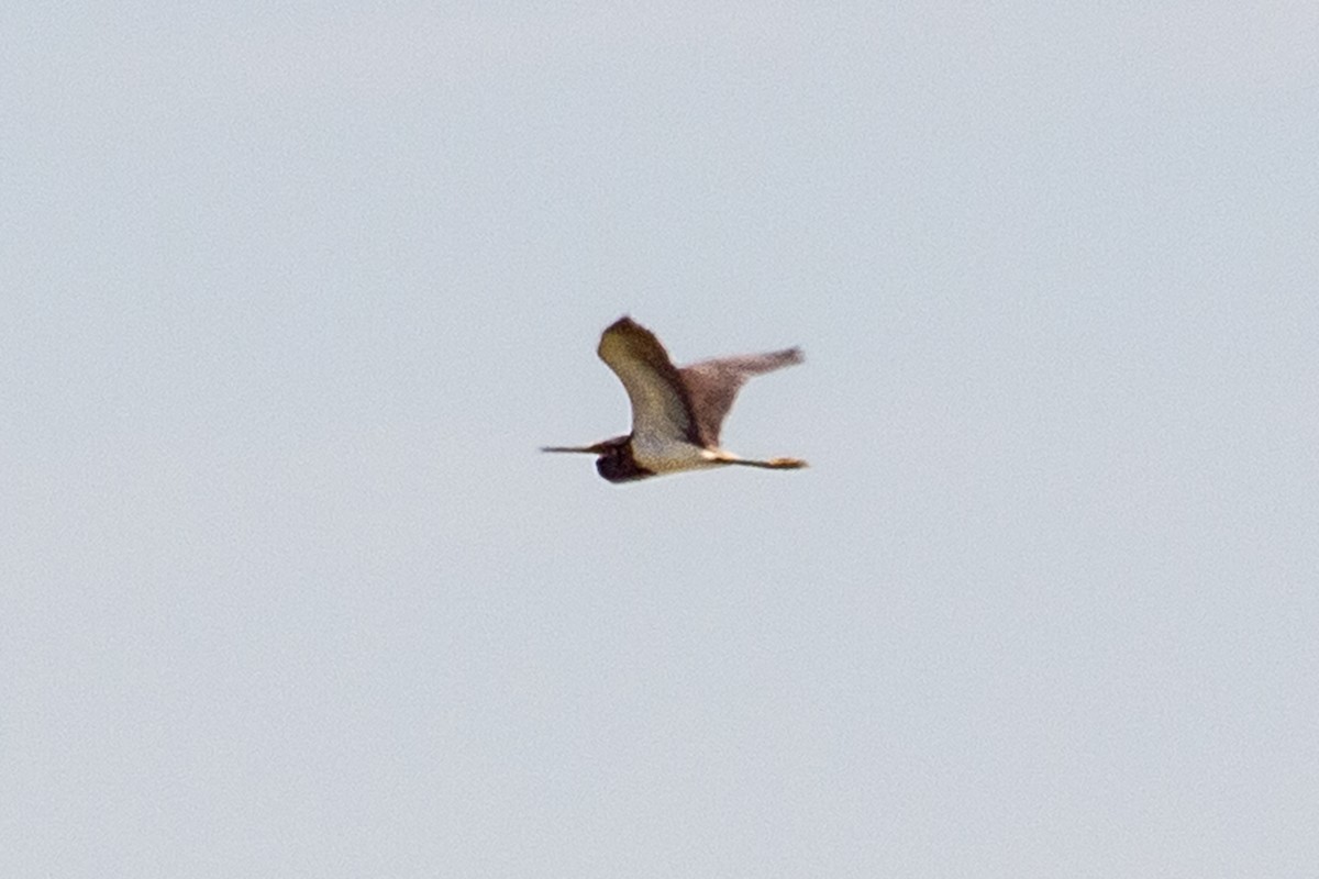 Tricolored Heron - ML382377321