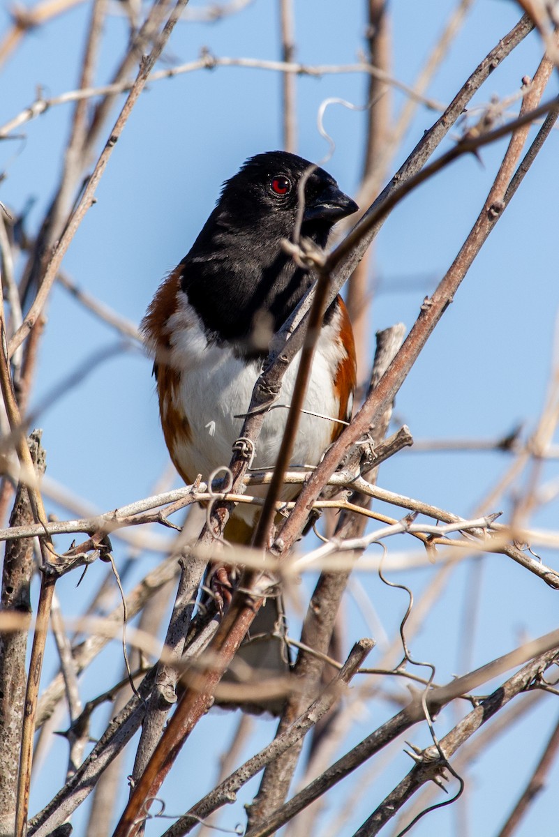 Eastern Towhee - ML382377741
