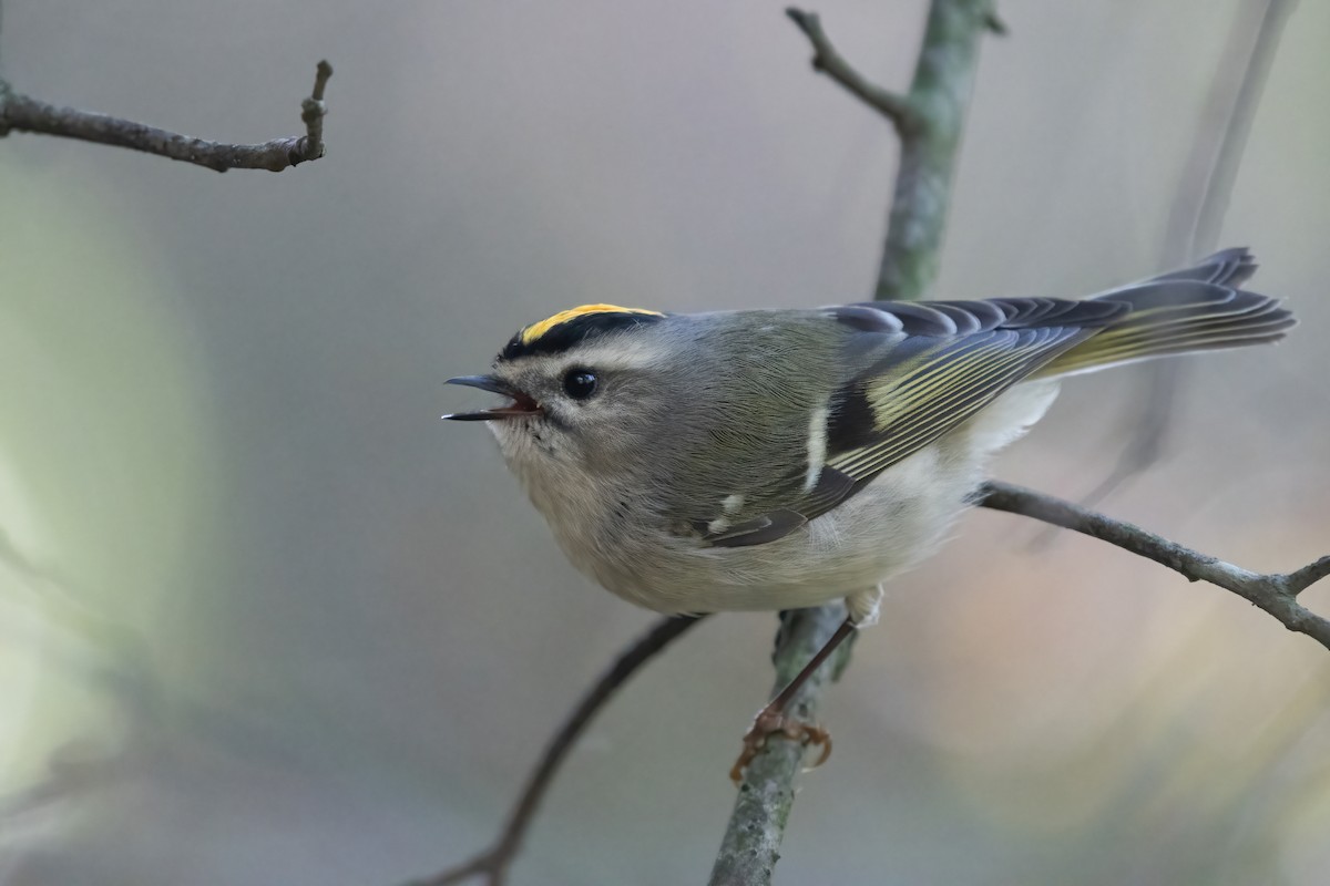 Golden-crowned Kinglet - David Miller