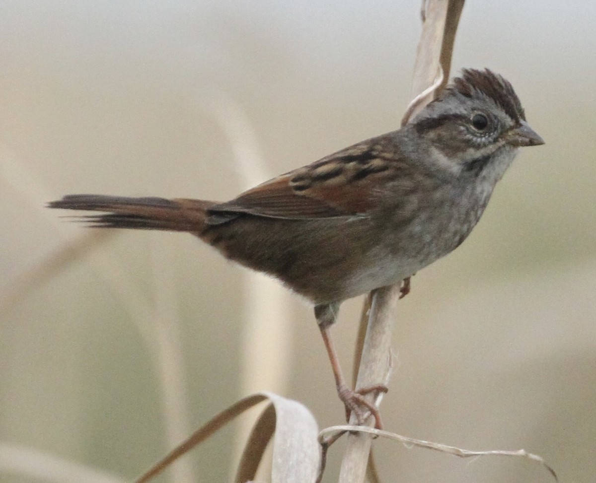 Swamp Sparrow - ML382378681