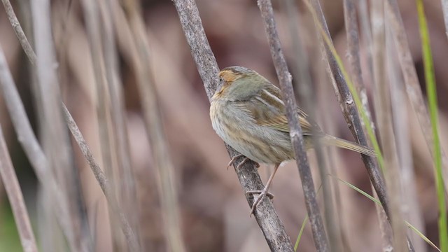 Nelson's Sparrow - ML382380021