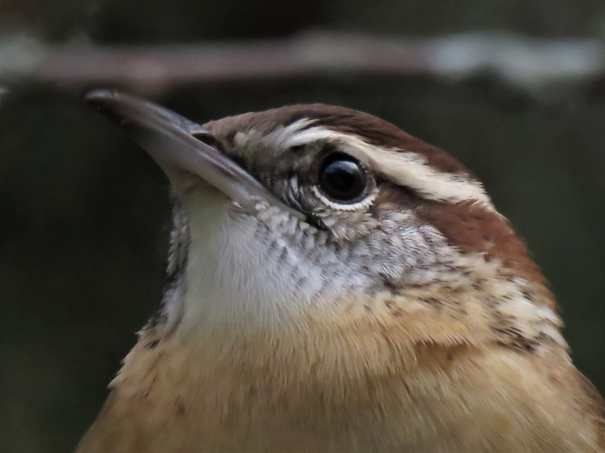 Carolina Wren - ML382380161