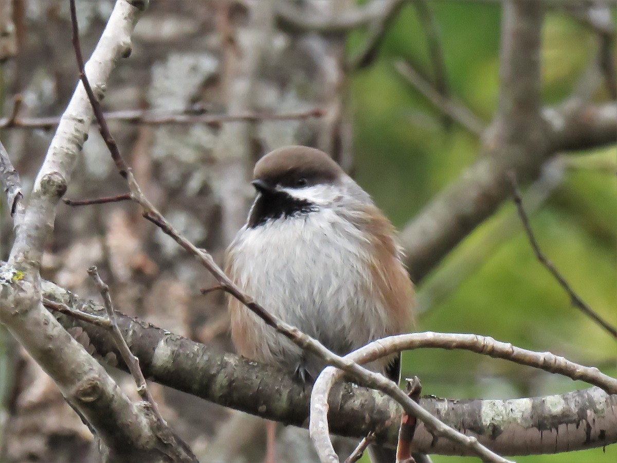 Boreal Chickadee - ML382380481