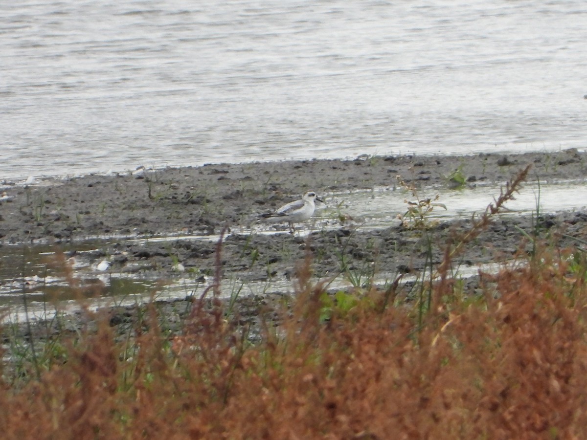 Red Phalarope - ML382380501