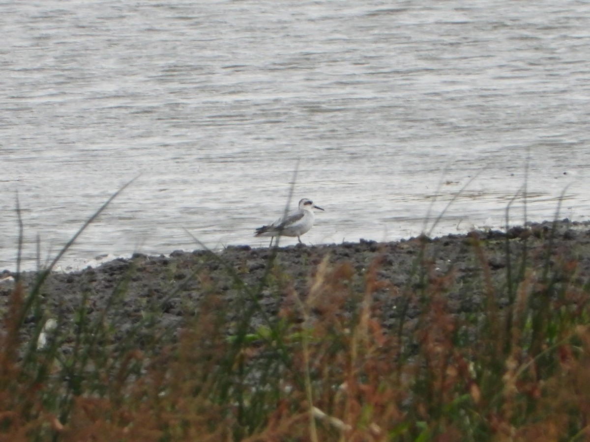 Red Phalarope - ML382380511