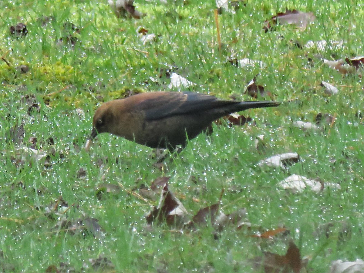 Rusty Blackbird - ML382380921