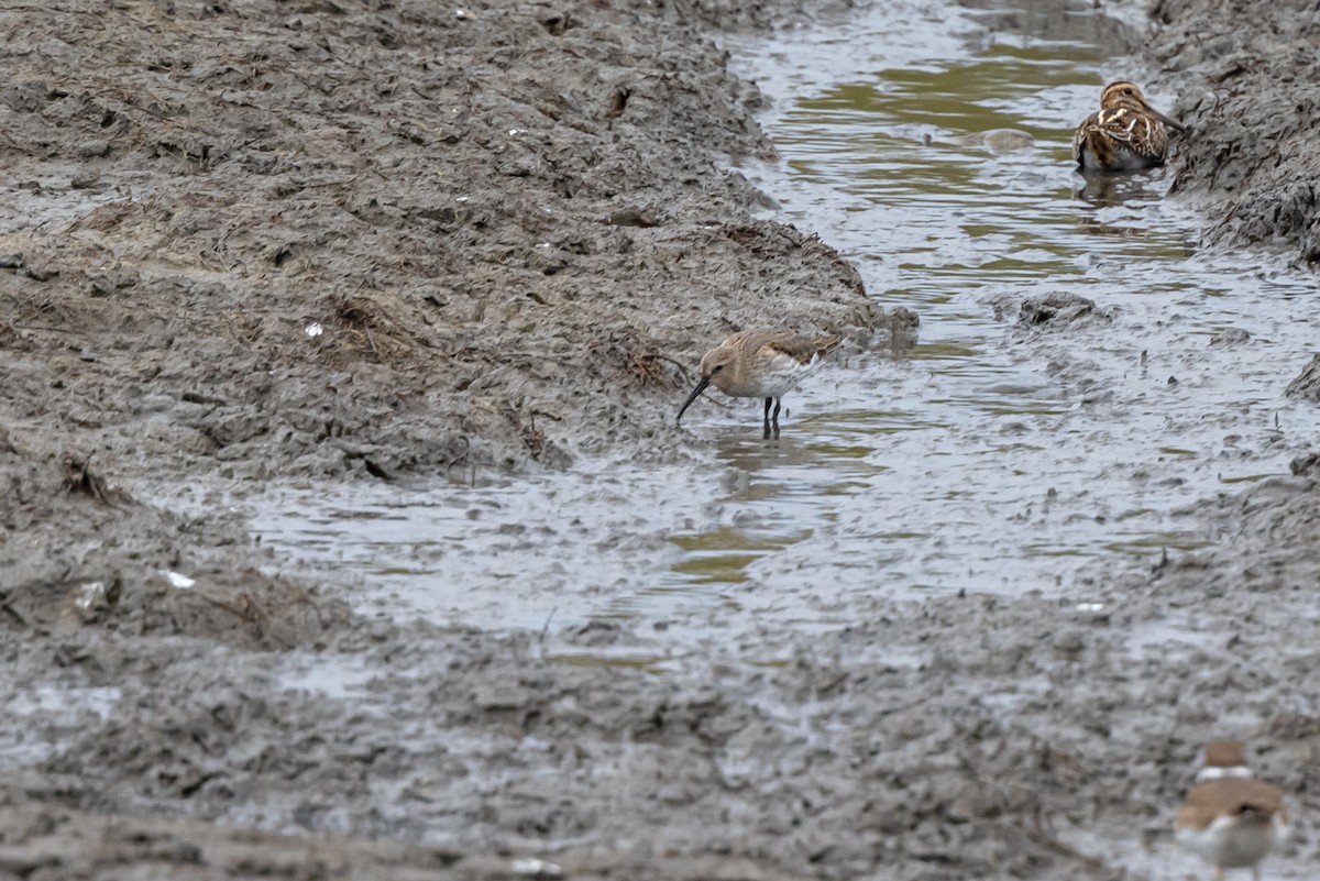 Dunlin - ML382381431