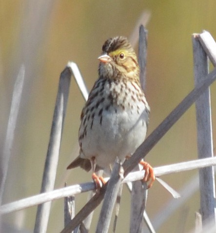 Savannah Sparrow - ML382381471