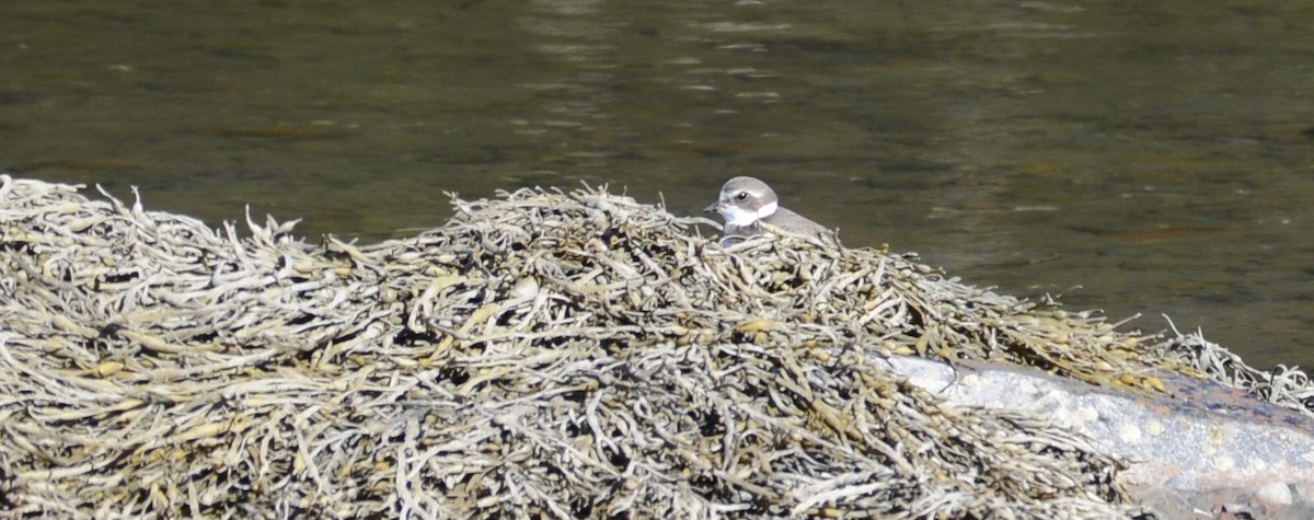 Semipalmated Plover - ML382384441