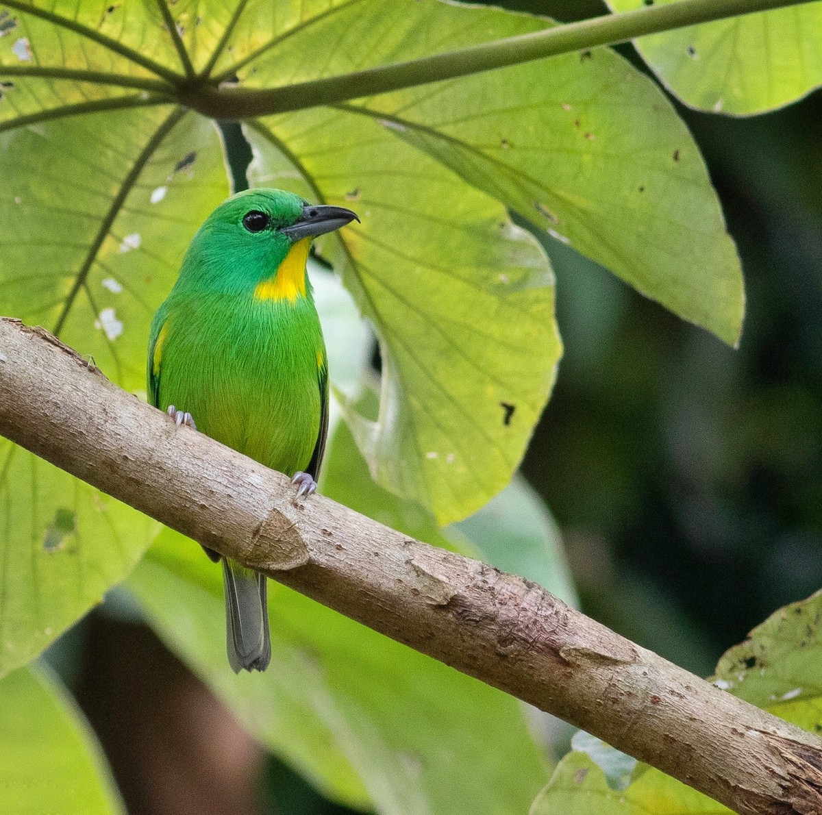 Green Shrike-Vireo - ML382386411