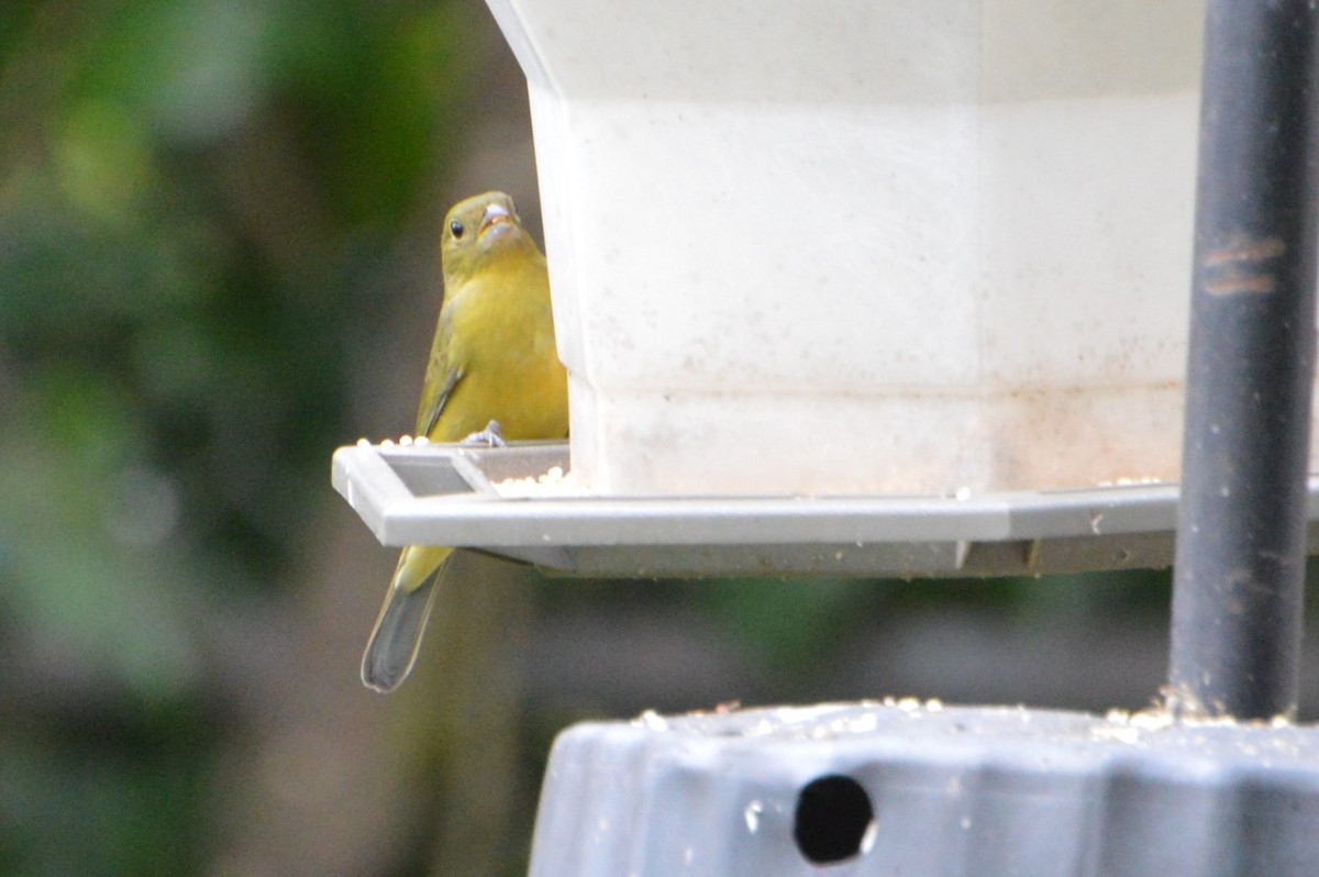 Painted Bunting - ML382386831
