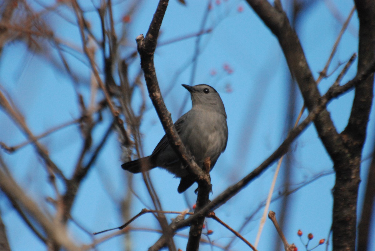 Gray Catbird - ML382389521