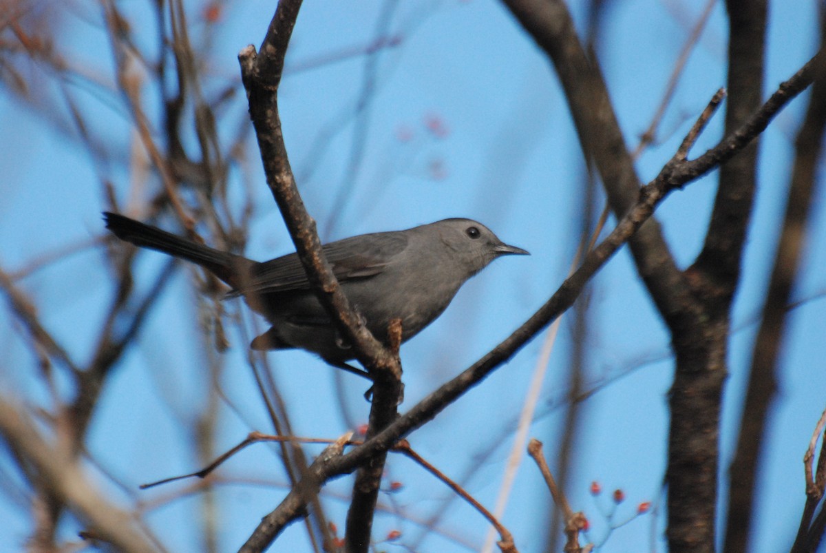 Gray Catbird - ML382389711