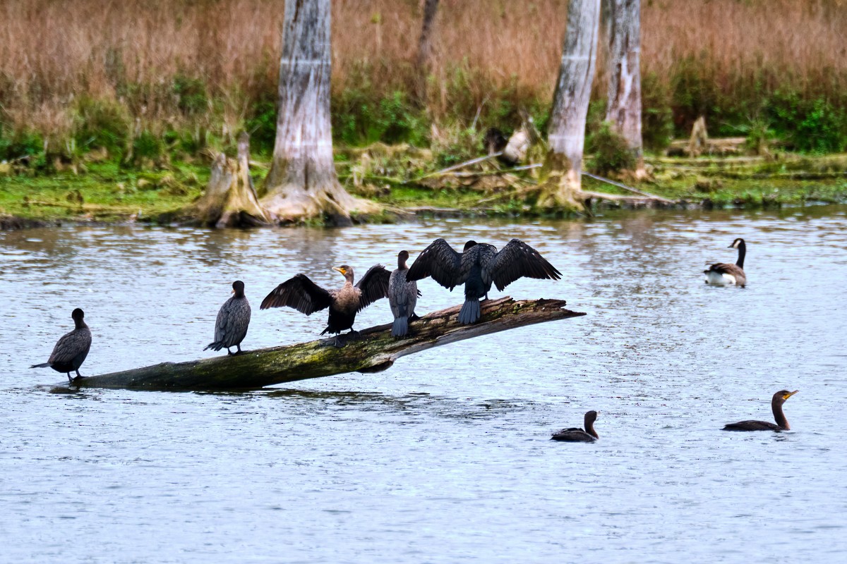 Double-crested Cormorant - ML382391201